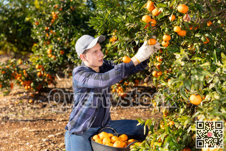 Man harvesting ripe green tangerines at sunny fruit farm