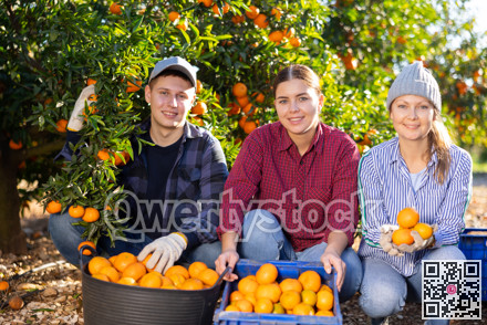 Happy young man and two glad women farmer employees enjoying result of harvesting mandarins in plastic container boxes in orchard