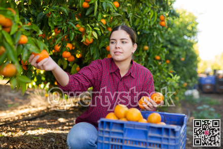 Focused European female picking ripe organic mandarins in plastic container box in orchard or on farm