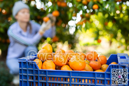 Portrait of smiling woman harvesting tangerines on organic plantation