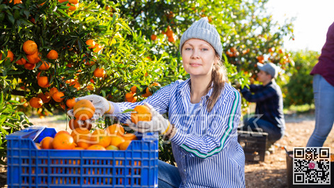 Positive female farmer picking carefully mandarins on plantation