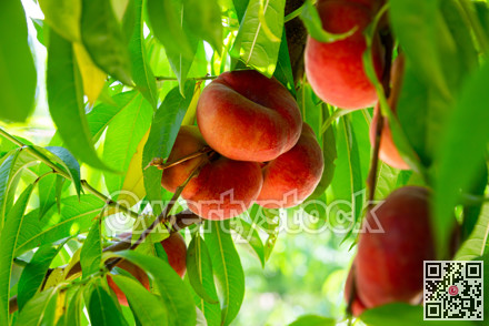 Saturn peaches growing on tree in orchard
