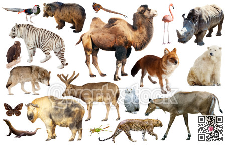 animal collection asia