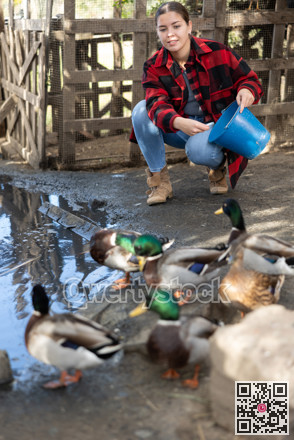 Female farmer feeds domestic ducks on shore of man-made pond in the backyard of farm