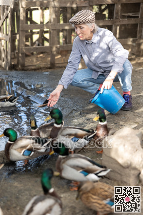 Elderly woman feeds domestic ducks on shore of man-made pond in the backyard of farm