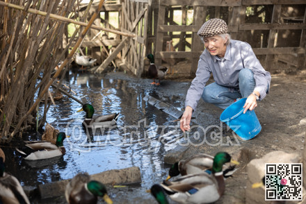 Mature European woman squatting on heaps and holding bucket feeding for mallard ducks near farm pond on sunny day in spring