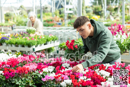 Young guy choosing cyclamen in flower shop