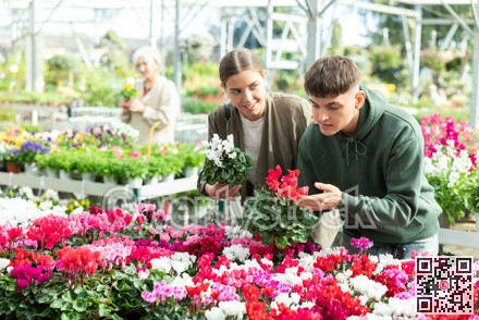 Couple customer-onlooker curiously examines showcase exhibition with indoor plant cyclamen