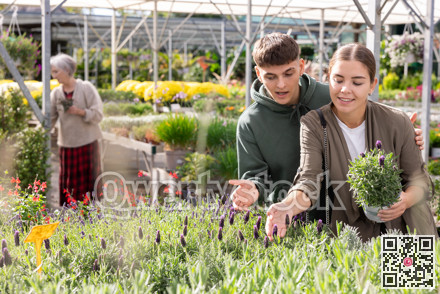Happy married couple choosing flower pot with lavender flowers at flower market