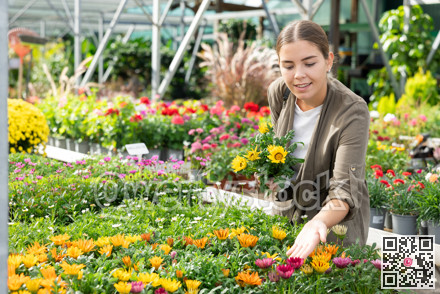 Young woman choosing gazania in flower shop