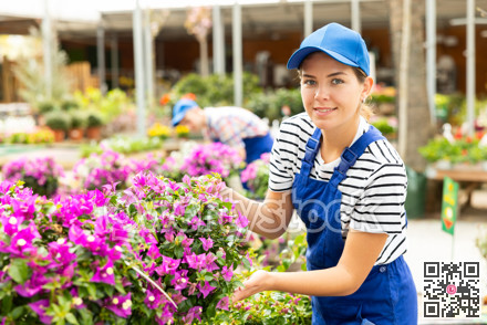 Female garden store employee puts in order showcase with climbing outdoor plants Bougainvillea