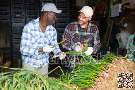 Two farmers checking spring garlic at farm
