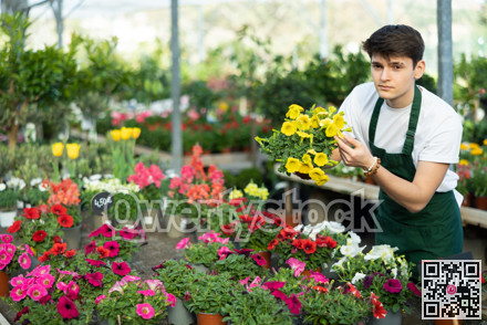 Skillful young man, botanist checking potted Petunia flowers in glasshouse
