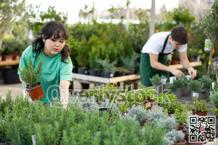 Female client chooses rosemary in pot instead of bouquet for gift to colleague