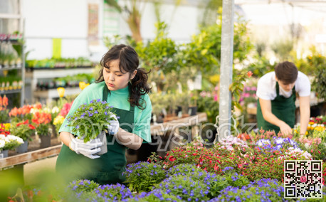 Young Asian female florist inspecting blooming Lobelia erinus in greenhouse