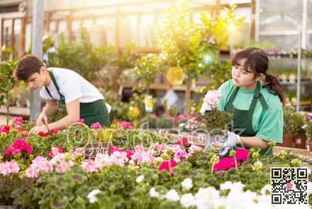 flower supermarket worker examines shelf of pelargonium to detect problematic plants