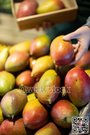 Female hands of the seller neatly lay out ripe mango on the counter