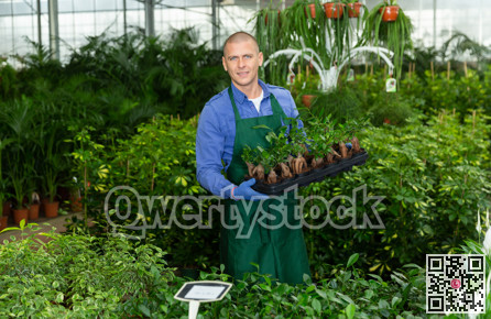Florist man engaged in cultivation of plants in greenhouse