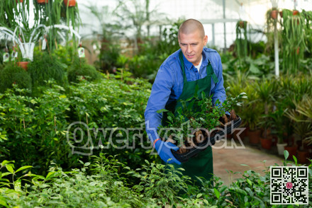 Portrait of man tending and cultivating flowers