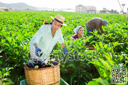 Man and women gathering ripe eggplants