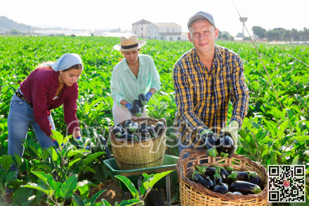 Three hardworking farmers harvest ripe eggplants
