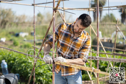 Young man making bamboo plant supports on farm plantation