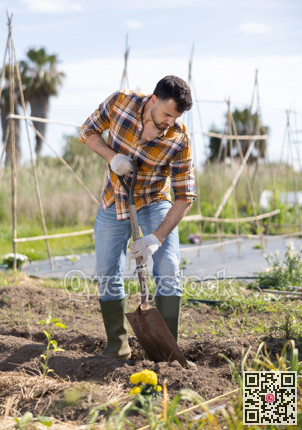 Male farmer digs soil in the garden beds with shovel