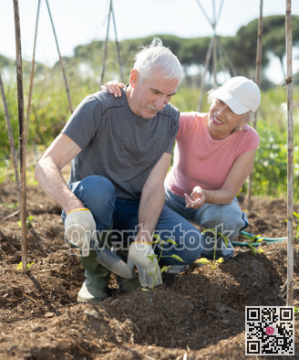 Elderly couple planting vegetables on farm field