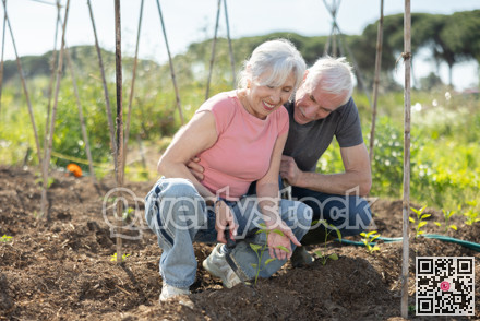 Elderly couple planting vegetables on farm field