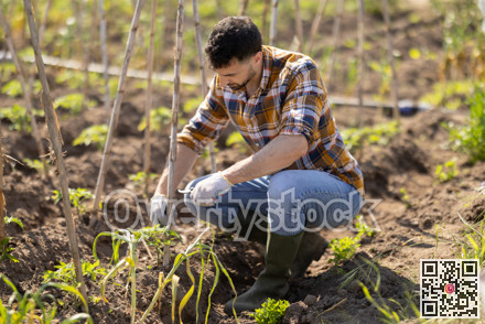 Young man trimming green sprouts on farm field