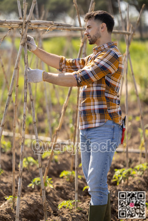 Man secures stands for tomato and cucumber seedlings in garden.