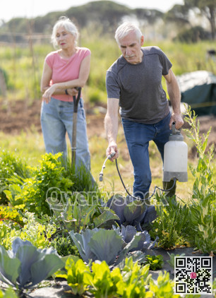 Elderly man sprays tomato seedlings with insecticide in her garden.