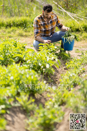 Young man harvesting ripe vegetables on farm field
