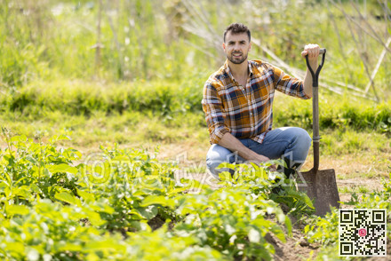 Male farmer digs soil in the garden beds with shovel