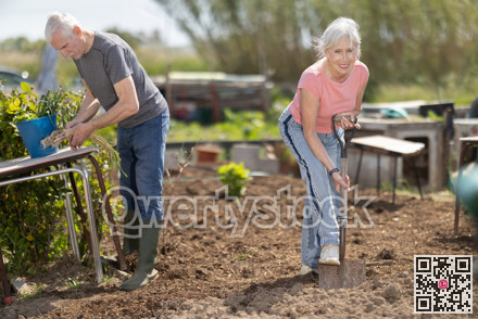 Mature woman farmer digs soil in the garden beds with shovel