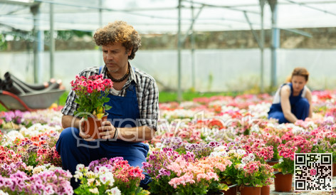 Male worker inspecting geranium in greenhouse