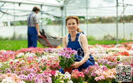Girl at exhibition of ornamental plants, looking at geraniums in shop window. Woman is interested in plants, holding pot with a plant in her hands