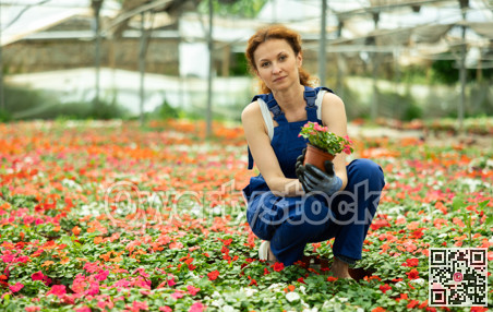 Attentive garden shop worker in casual blue overall diligently tends to flowers of the Balsaminaceae genus, surrounded by variety of potted plants