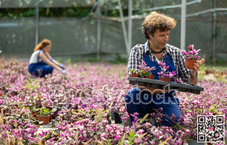 Positive male gardener arranging potted tradescantia flowers for market and wearing greenhouse uniform