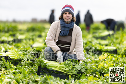 Hired Caucasian man worker with team in field harvesting celery.