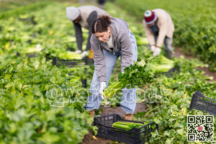 Hired girl worker with team in field harvesting celery.