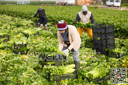 Adult male farmer harvesting celery with team in field