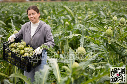 Portrait of positive farmer girl holding box of ripe artichokes