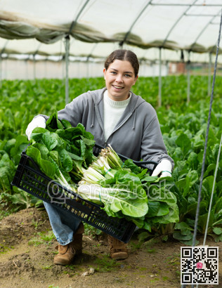 Young woman holding plastic crate with chard
