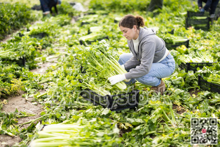 Young woman harvesting celery in a field