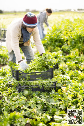 Hired Caucasian man worker with team in field harvesting celery.