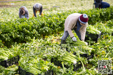 Man farmer woman harvests organic celery at farm plantation