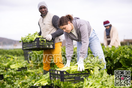 Young woman harvesting celery with agricultural team on the field