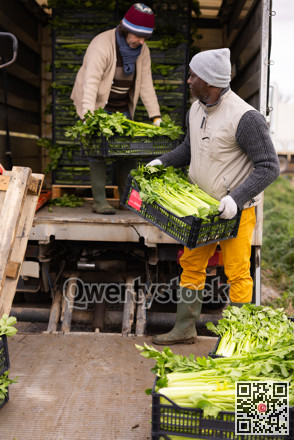 Two male farmers loading crates of celery into a truck