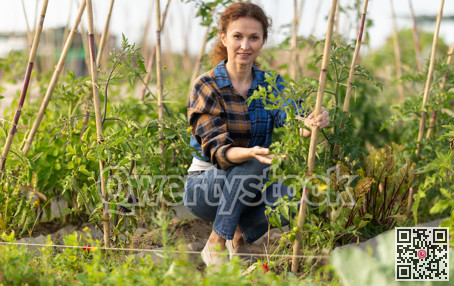 Middle aged woman takes care of tomatoes in cottage garden